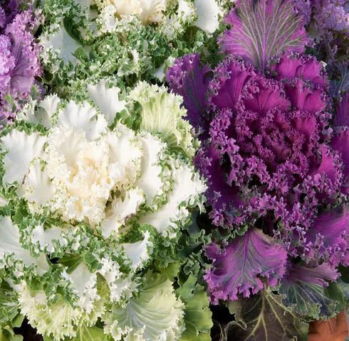 Mixed Kale Seeds – Heirloom, Non-GMO, High Germination Organic Garden Seeds Planting