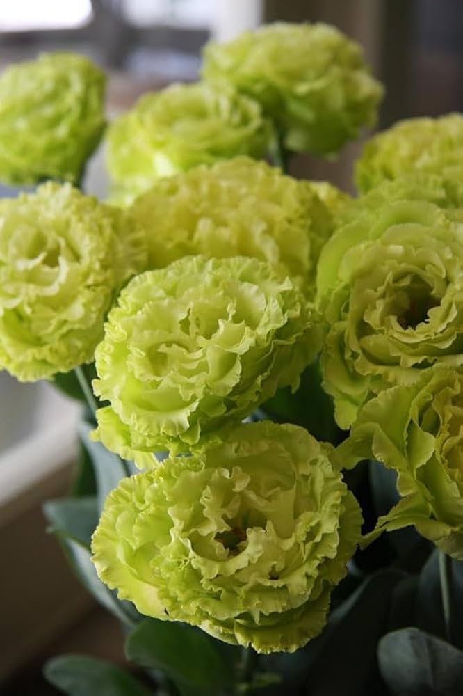 Lisianthus Flower Seeds Green – Heirloom, Non-GMO, High Germination Seeds