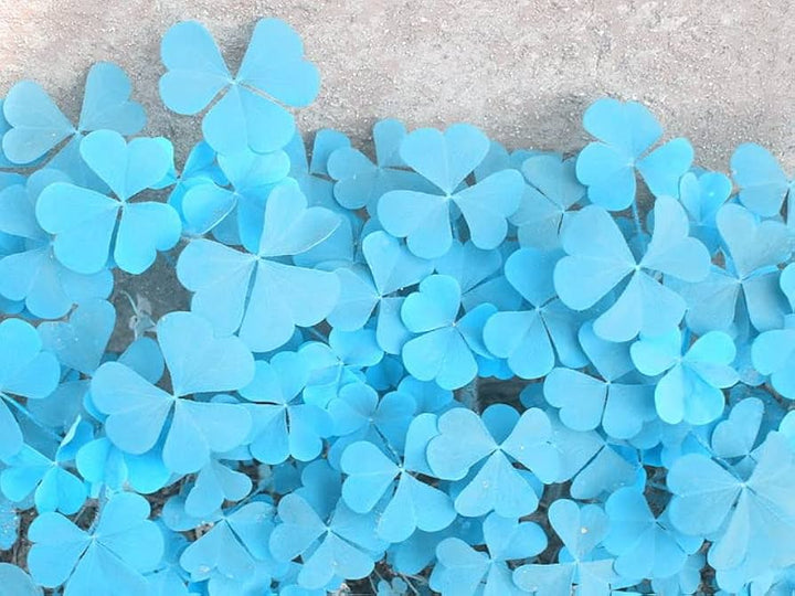 Sky Blue Leaf Clover Plant Seeds - Lucky Clover Garden - Heirloom &amp; Non-GMO Seeds