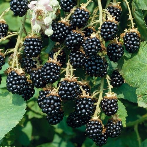Blackberry Fruit Seeds – Heirloom, Non-GMO, High Germination Organic Garden Seeds