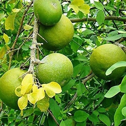 Green Bael Seeds – Heirloom, Non-GMO, High Germination Organic Garden Seeds