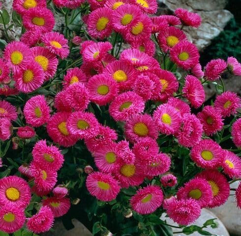 Pink Erigeron-Blumensamen – Alte Sorte, gentechnikfrei, keimstark, Bio-Gartensamen zum Pflanzen