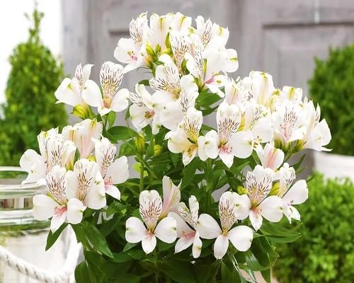 White Alstroemeria Flowers Seeds – Heirloom, Non-GMO, High Germination Organic Garden Seeds for Planting