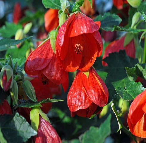 red flower flower seeds