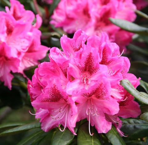 Pink Rhododendron Flower Seeds for Planting – Heirloom Non-GMO High Germination Organic Garden Seeds