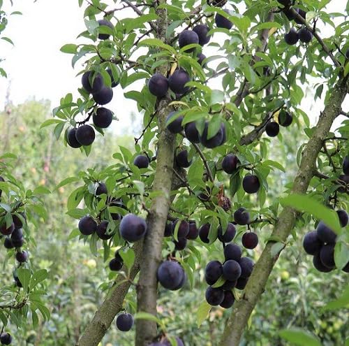 Black Plum Seeds Heirloom Non-GMO High Germination Organic Garden Seeds for Planting