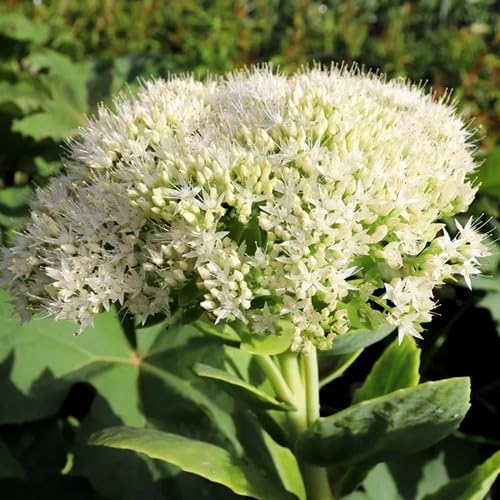 Sedum Flower Seeds for Planting – Heirloom, Non-GMO, High Germination Organic Garden Seeds
