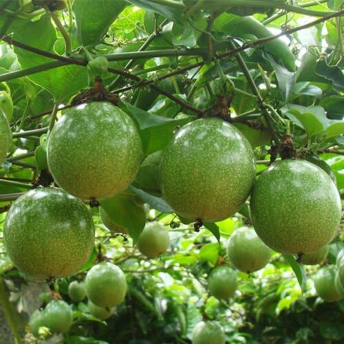 Passion Seeds Heirloom Non-GMO High Germination Organic Garden Seeds for Planting