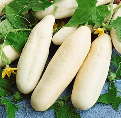 White Cucumber Seeds – Heirloom, Non-GMO, High Germination Organic Garden Seeds Planting