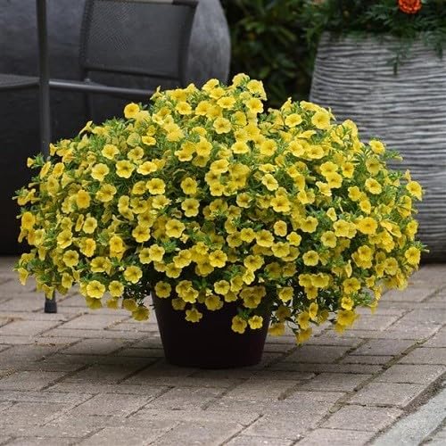 Yellow Calibrchoa Flower Seeds – Heirloom, Non-GMO, High Germination Organic Garden Seeds for Planting