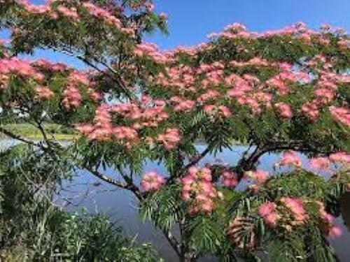 albizia flower flower seeds