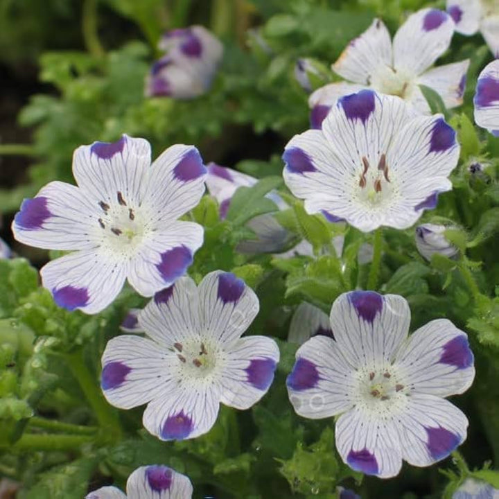 Semillas de flor Nemophila Maculata – Herencia, sin OGM, alta germinación, semillas orgánicas para plantar en el jardín