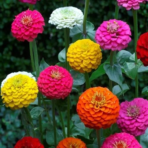 Zinnia Flower Seeds – Heirloom Non-GMO High Germination Organic Garden Seeds