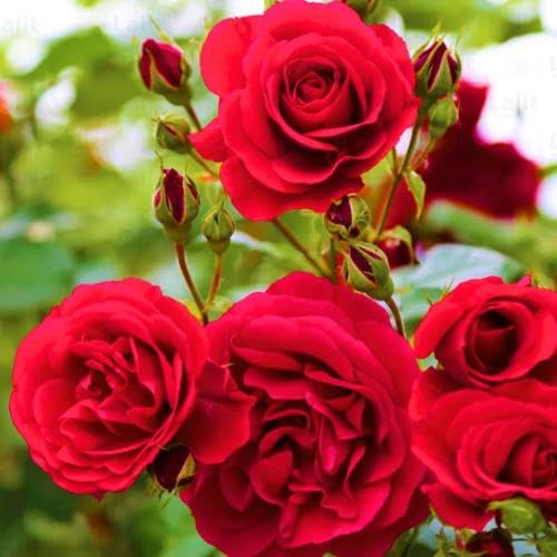 Red Rugosa Rose Flower Seeds for Planting – Heirloom, Non-GMO, High Germination Organic Garden Seeds