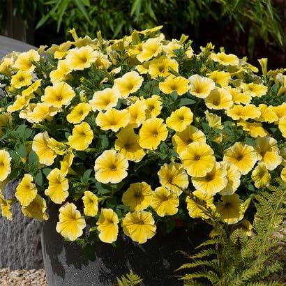 Gelbe Petunien-Blumensamen – Alte Sorte, gentechnikfrei, hohe Keimrate, Bio-Gartensamen zum Pflanzen