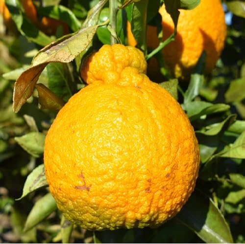 Orangene Ugli-Samen zum Pflanzen – Alte Sorten, gentechnikfrei, hohe Keimrate, Bio-Gartensamen