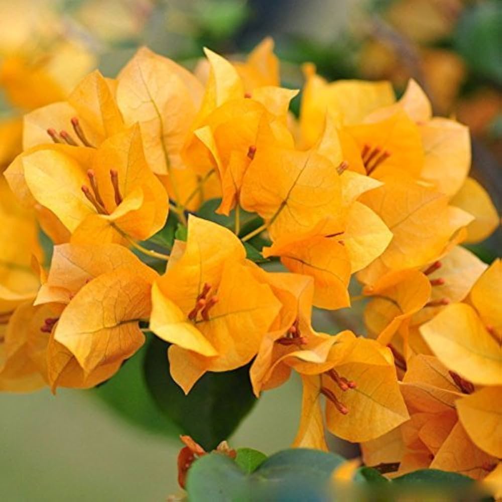 bougainvillea spectabilis flower seeds