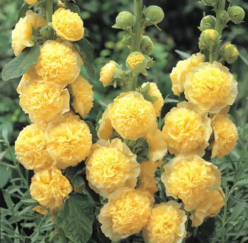 yellowhollyhockflowerheirloomnongmo flower seeds