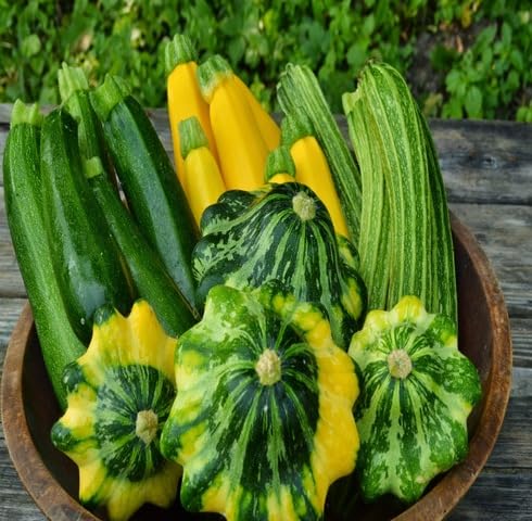 Kürbis-Samen-Mischung – Alte Sorte, gentechnikfrei, keimstarke Bio-Gartensamen zum Pflanzen