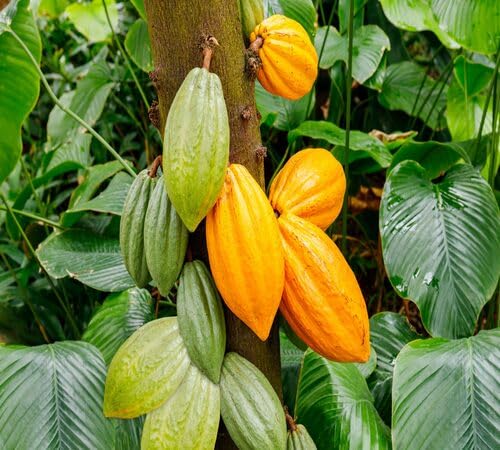 Yellow Cacao Seeds – Heirloom, Non-GMO, High Germination Organic Garden Seeds | Seeds for Planting