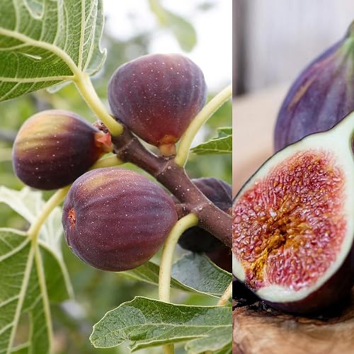 Green Fig Tree Seeds – Heirloom, Non-GMO, High Germination Organic Garden Seeds