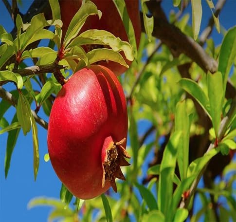 Pomegranate Seeds – Heirloom, Non-GMO, High Germination Organic Garden Seeds