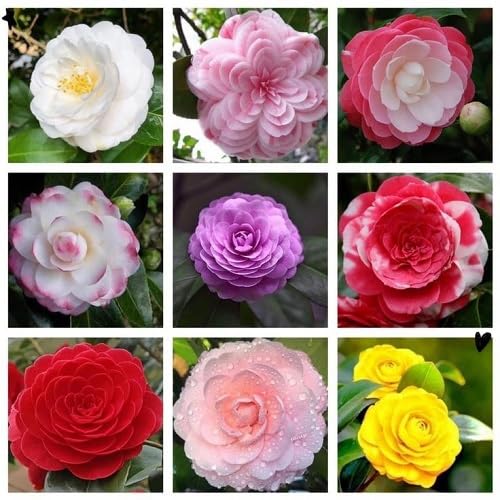 mixed camellia flower seeds
