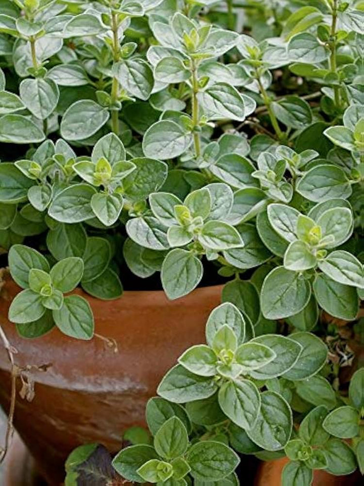 Oregano Green Seeds for Planting – Heirloom Non-GMO, High Germination Organic Garden Seeds