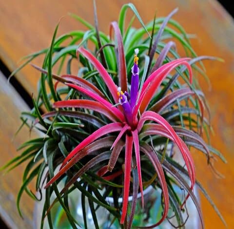 mixed tillandsia flower seeds