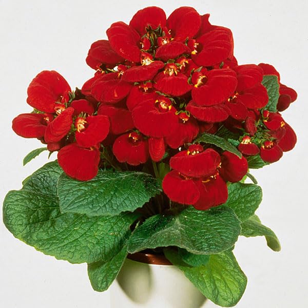 Red Giant Calceolaria Flower Seeds – Heirloom Non-GMO High Germination Organic Garden Seeds for Planting