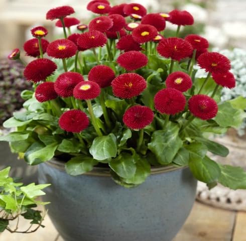 Rote Bellissima Blumensamen, alte Sorte, gentechnikfrei, hohe Keimrate, Bio-Gartensamen zum Pflanzen