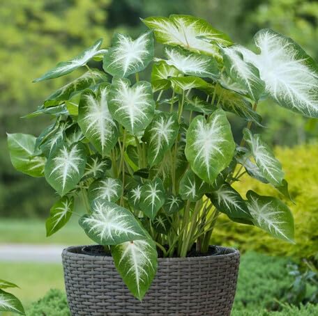 green white flower seeds