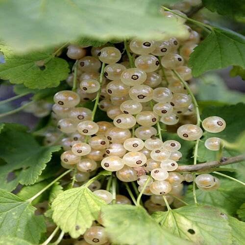 White Currant Seeds – Heirloom, Non-GMO, High Germination Organic Garden Seeds