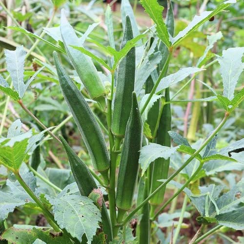 Okra Green Seeds – Heirloom, Non-GMO, High Germination Organic Garden Seeds Planting