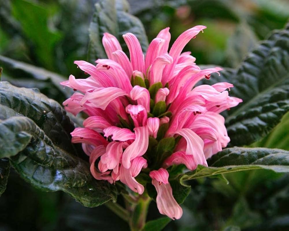 Justicia Flower Seeds – Heirloom, Non-GMO, High Germination Seeds