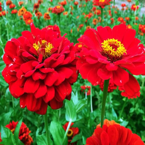 Red Zinnia Flower Seeds – Heirloom Non-GMO High Germination Organic Garden Seeds