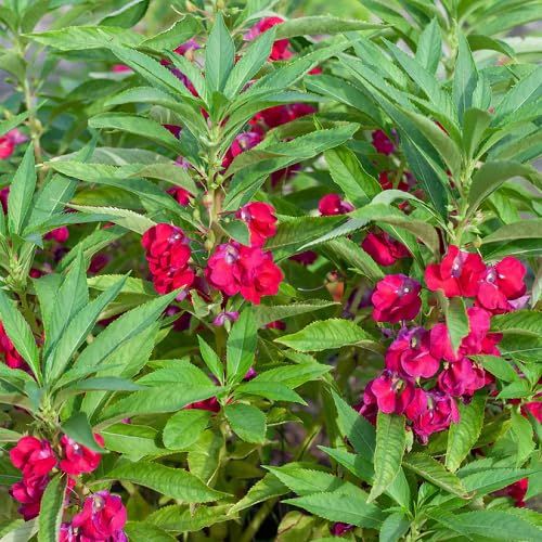 Rotes Springkraut Balsamina Blumensamen – Alte Sorte gentechnikfrei hohe Keimrate Bio-Gartensamen zum Pflanzen
