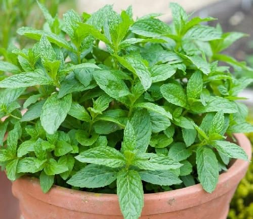Mint Plant Seeds Green Heirloom Non-GMO High Germination Organic Garden Seeds for Planting