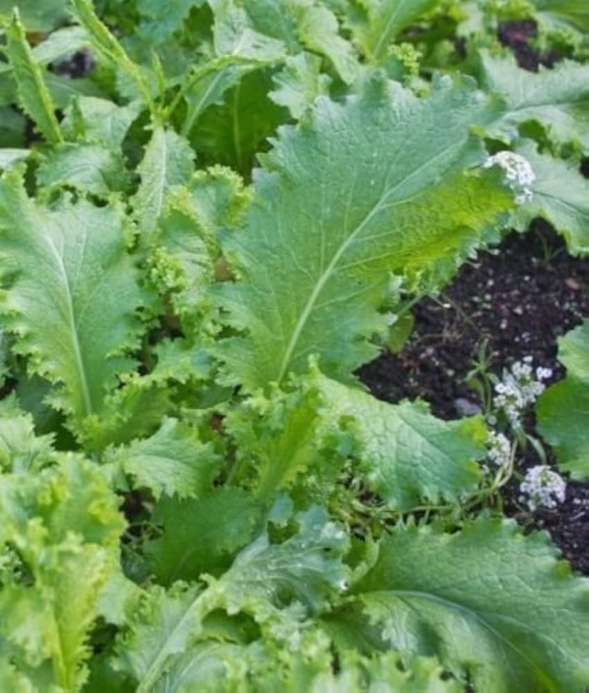 south giant flower seeds