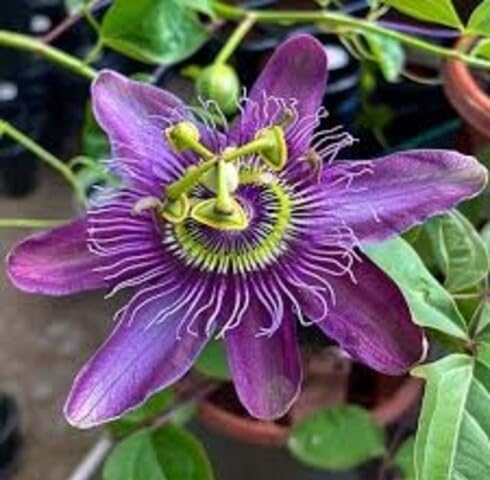 Purple Passiflora Flower Seeds Heirloom Non-GMO High Germination Organic Garden Seeds for Planting