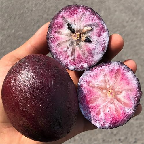 Purple Caimito Seeds – Heirloom, Non-GMO, High Germination Organic Garden Seeds