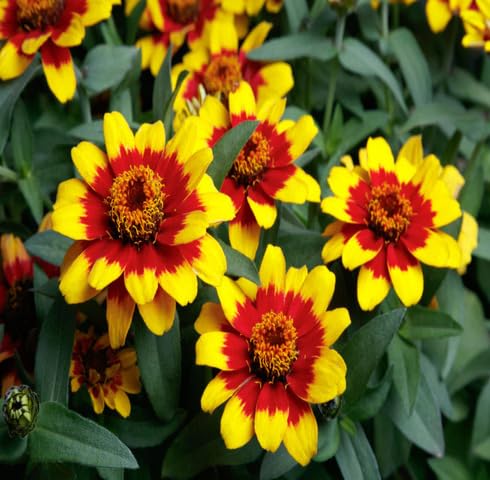 Yellow Red Zinnia Flower Seeds – Heirloom Non-GMO High Germination Organic Garden Seeds