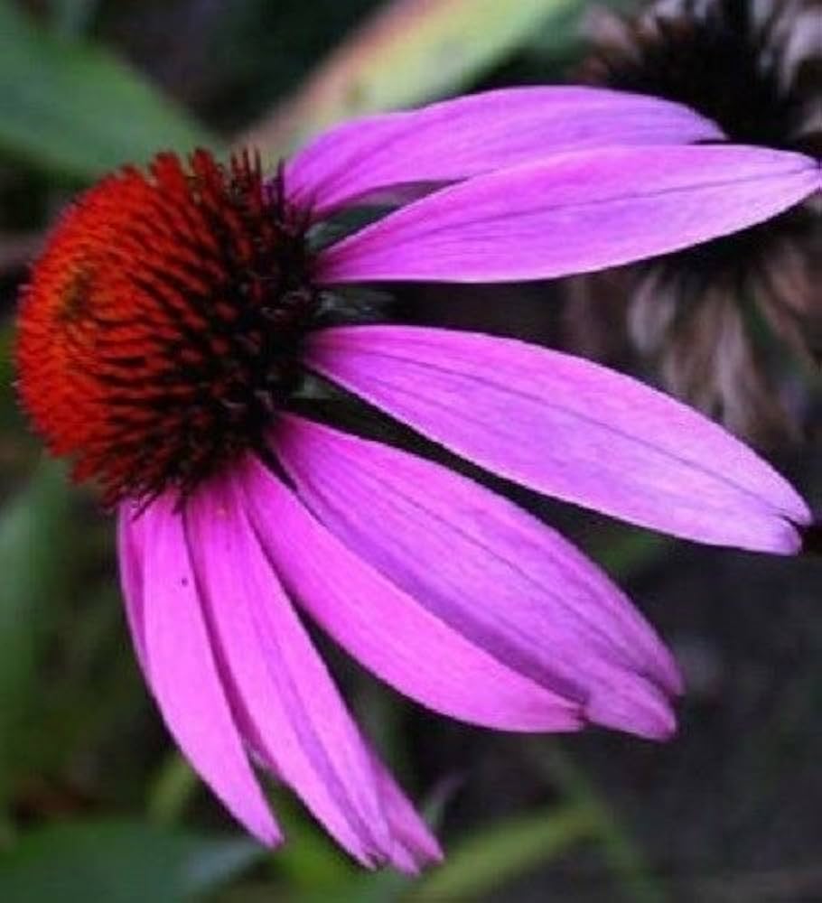 Echinacea For herb seeds