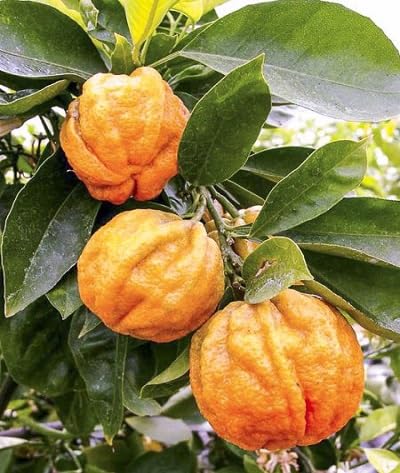 Semillas de Naranja Citrus Aurantium, Variedad Tradicional, No Modificadas Genéticamente, Alta Germinación, Semillas Orgánicas para Jardín