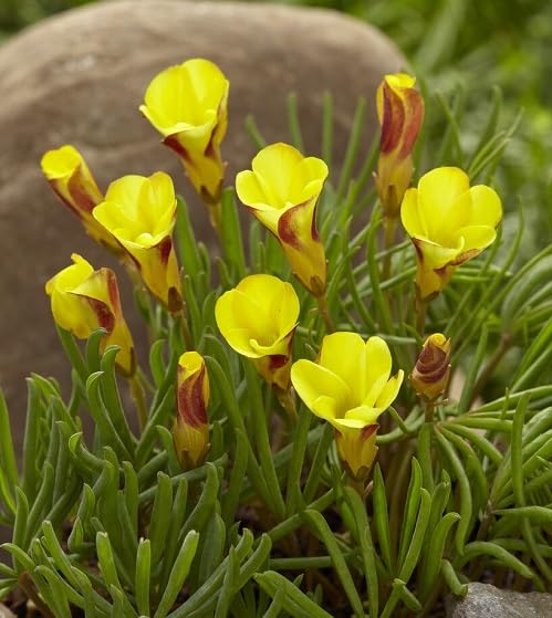 Yellow Oxalis Versicolor Flower Seeds Heirloom Non-GMO High Germination Organic Seeds