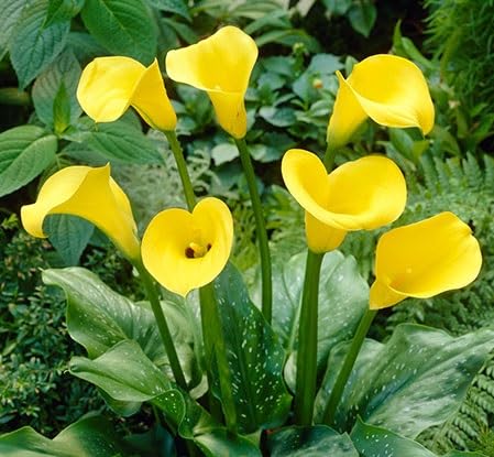 Semillas de cala – Cimarrón, no transgénicas, alta germinación, semillas orgánicas para jardín