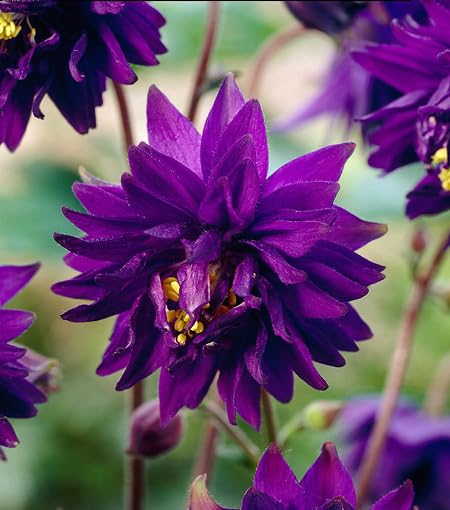 purple aquilegia flower seeds