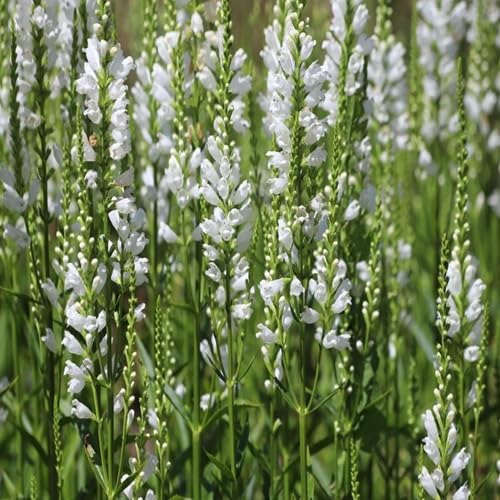 Semillas de flores blancas de obediencia, reliquia, sin OMG, alta germinación, semillas de jardín orgánicas