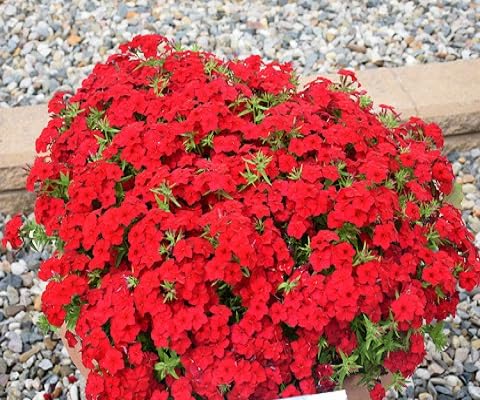 Red Phlox Perennial Flower Seeds for Planting – Heirloom, Non-GMO, High Germination Organic Garden Seeds