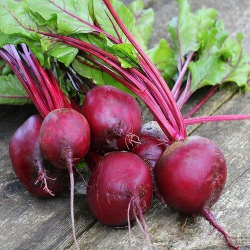 Red Beetroot Seeds – Heirloom, Non-GMO, High Germination Organic Garden Seeds Planting